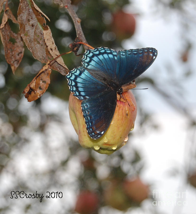 Red Spotted Purple Butterfly on an Apple Photograph by Susan Stevens Crosby
