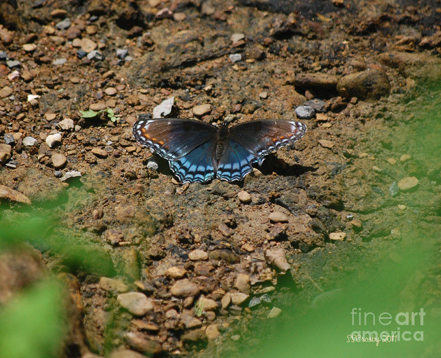 Red Spotted Purple by the Creek Photograph by Susan Stevens Crosby