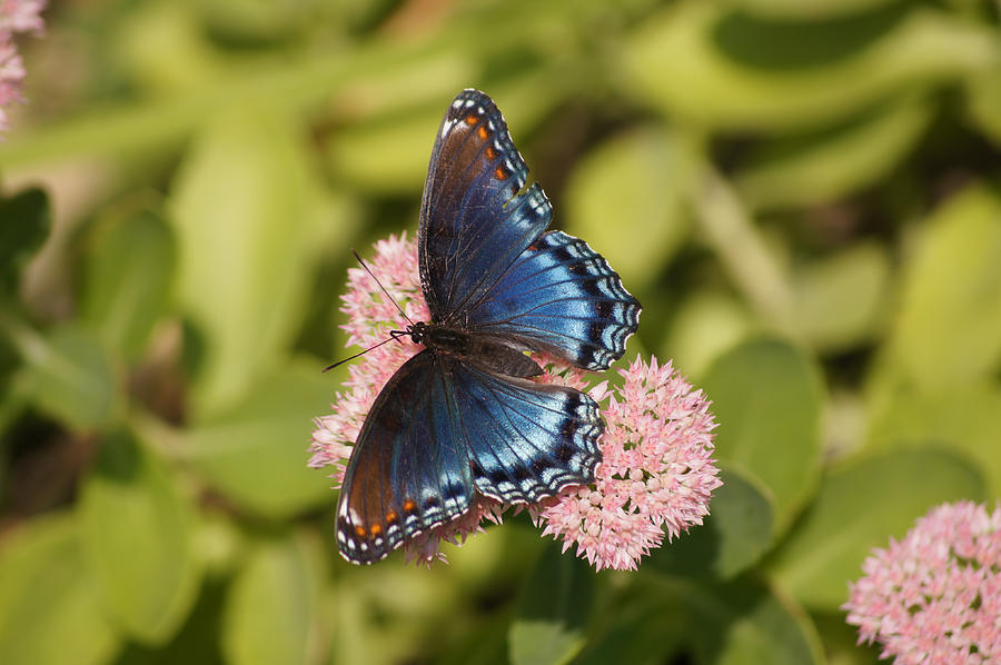 Red-spotted Purple on Autumn Glory Photograph by Robert E Alter Reflections of Infinity LLC