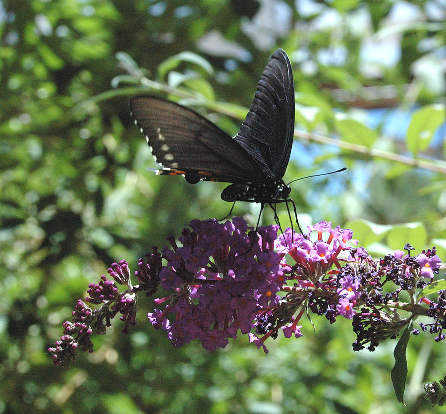 Red Spotted Purple on Buddleia Photograph by Tom Wurl