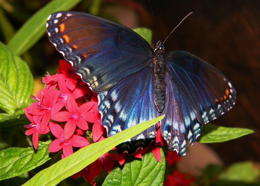 Red Spotted Purple Photograph by Warren Thompson