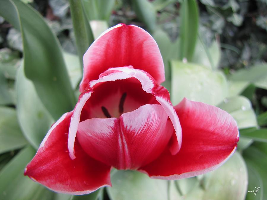 Red Spring Tulip Photograph by Maciek Froncisz