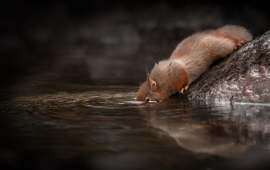 Red Squirrel Photograph by Andy Astbury