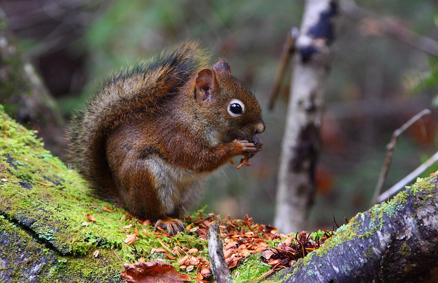 Red Squirrel Photograph by Bruce J Robinson