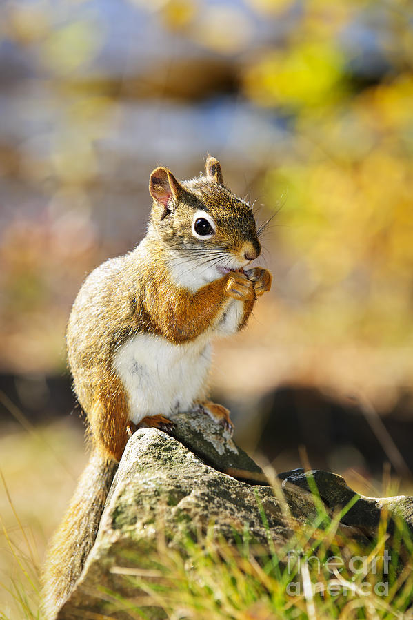 Wildlife Photograph - Red squirrel by Elena Elisseeva