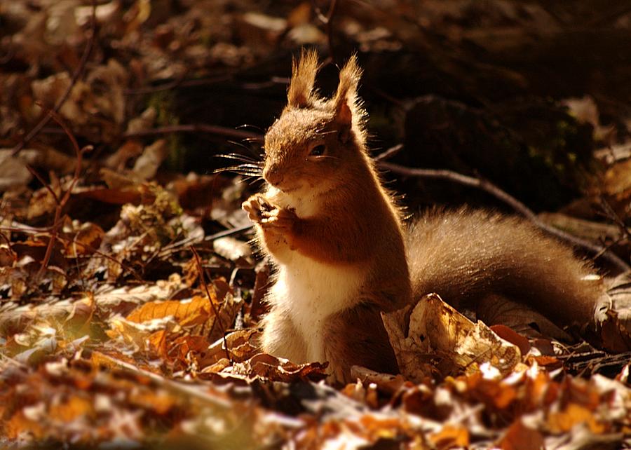 Squirrel Photograph - Red squirrel by Gavin Macrae