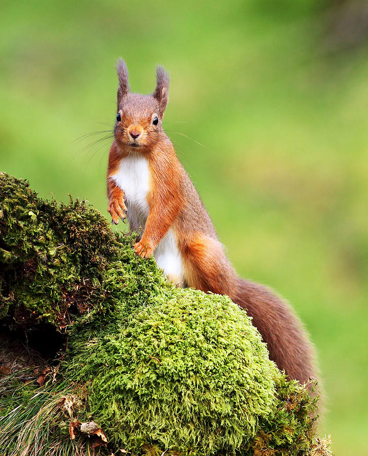Red Squirrel Photograph by Grant Glendinning