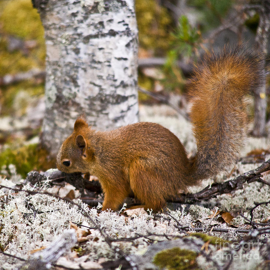 Red Squirrel Photograph by Heiko Koehrer-Wagner