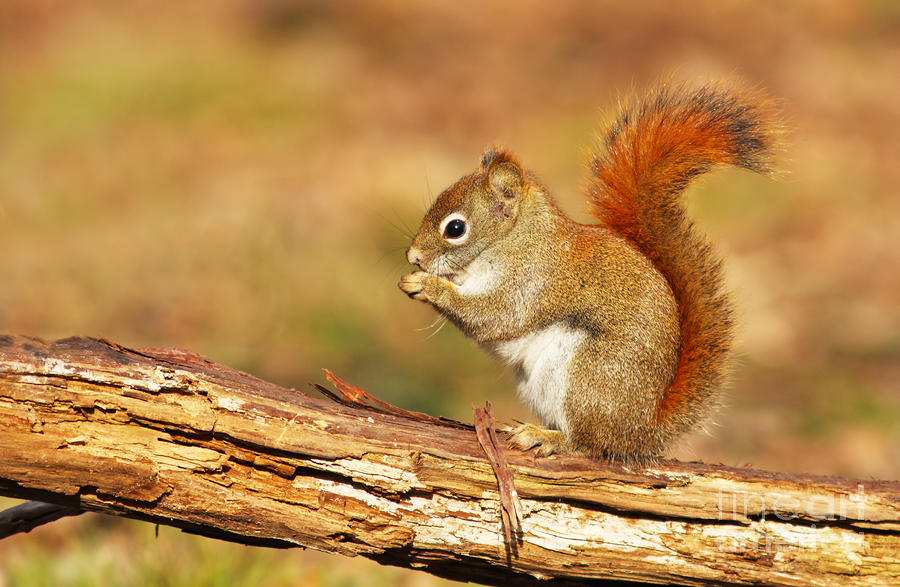 Red Squirrel In Autumn by Mircea Costina Photography