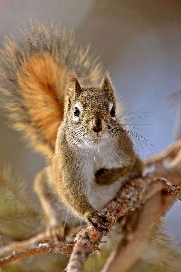 Red Squirrel In Winter Canada Digital Art by Mark Duffy