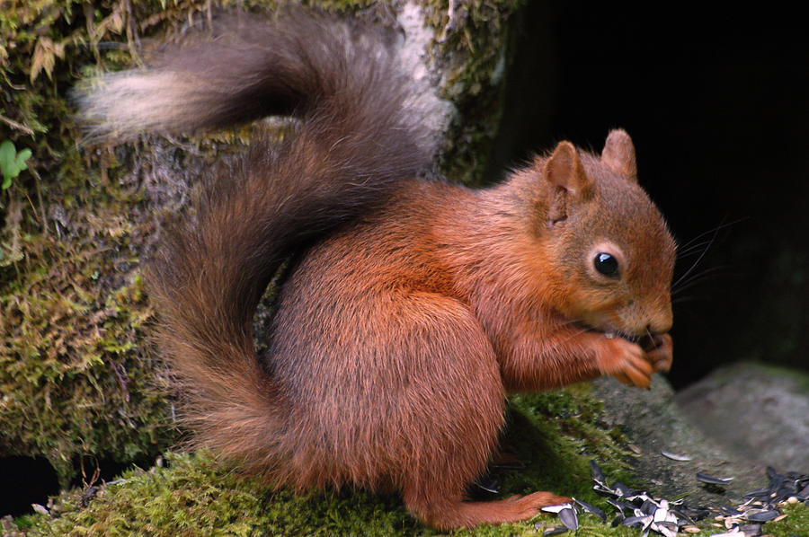 Red Squirrel Photograph by Lynn Bolt