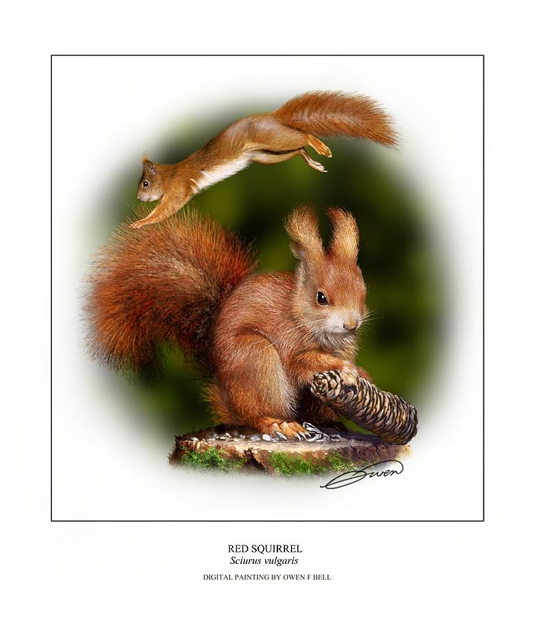 Red Squirrel Digital Art by Owen Bell