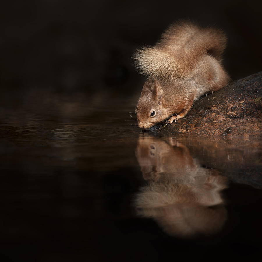 Red Squirrel Reflection Photograph