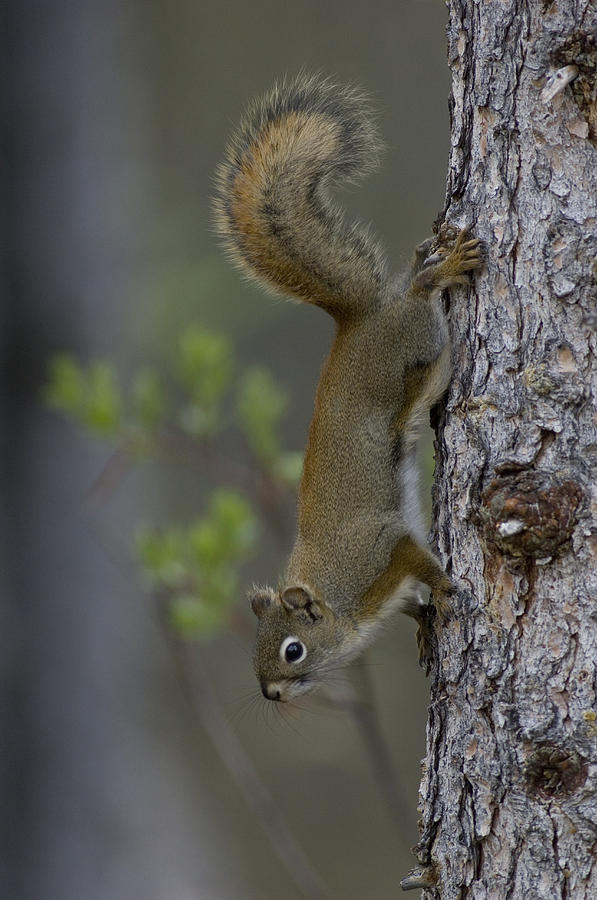 Red Squirrel Tamiasciurus Hudsonicus Photograph by Michael Quinton