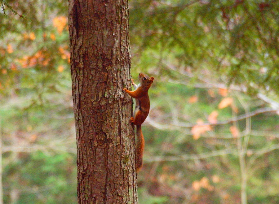 Wildlife Photograph - Red Squirrel by Tammy Bullard