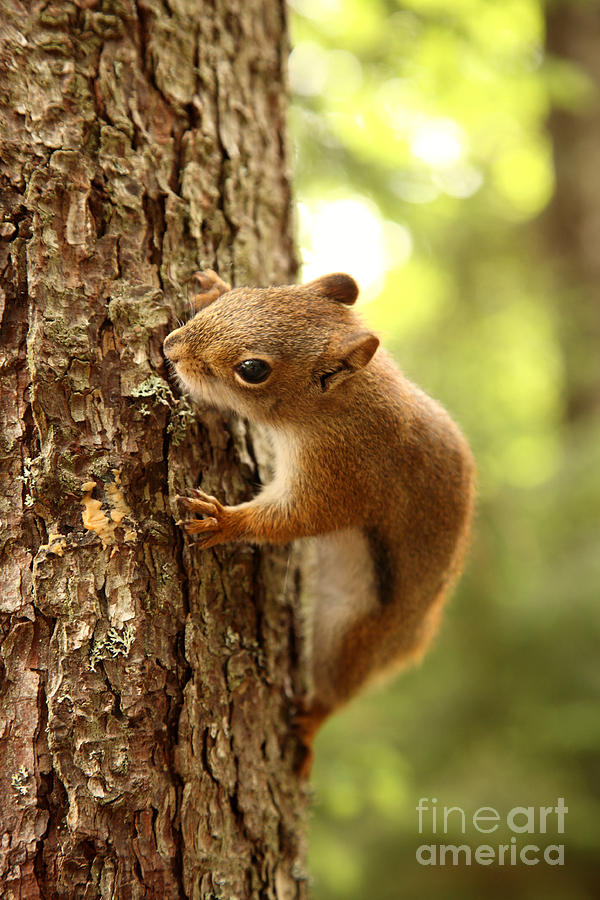 Wildlife  - Red Squirrel by Ted Kinsman