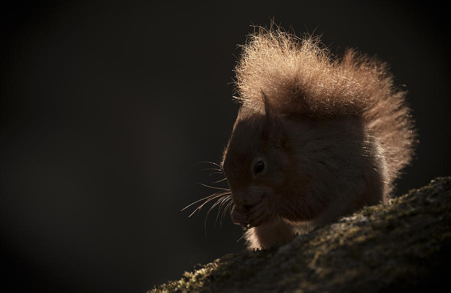 Red Squirrel with Backlighting Photograph by Andy Astbury