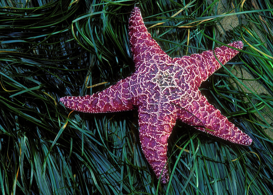 Red Starfish Photograph by Dave Mills