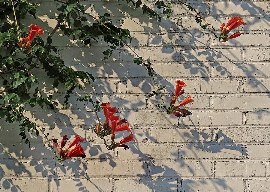 Red Summer Trumpets Photograph by Deborah Smith