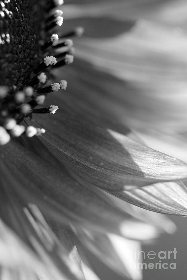 Red Sun in Black and White Photograph by Brooke Roby - Pixels