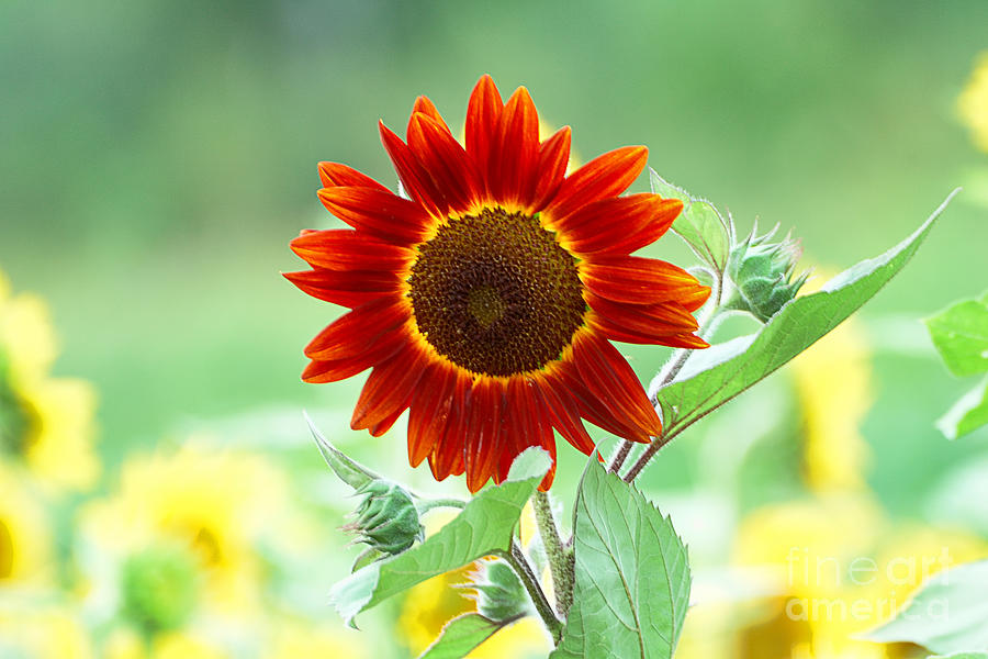 Red Sunflower 2 Photograph by Edward Sobuta