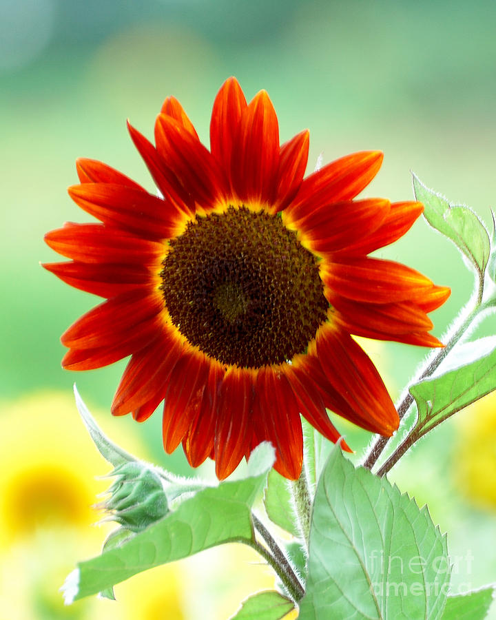 Red Sunflower 3 Photograph by Edward Sobuta