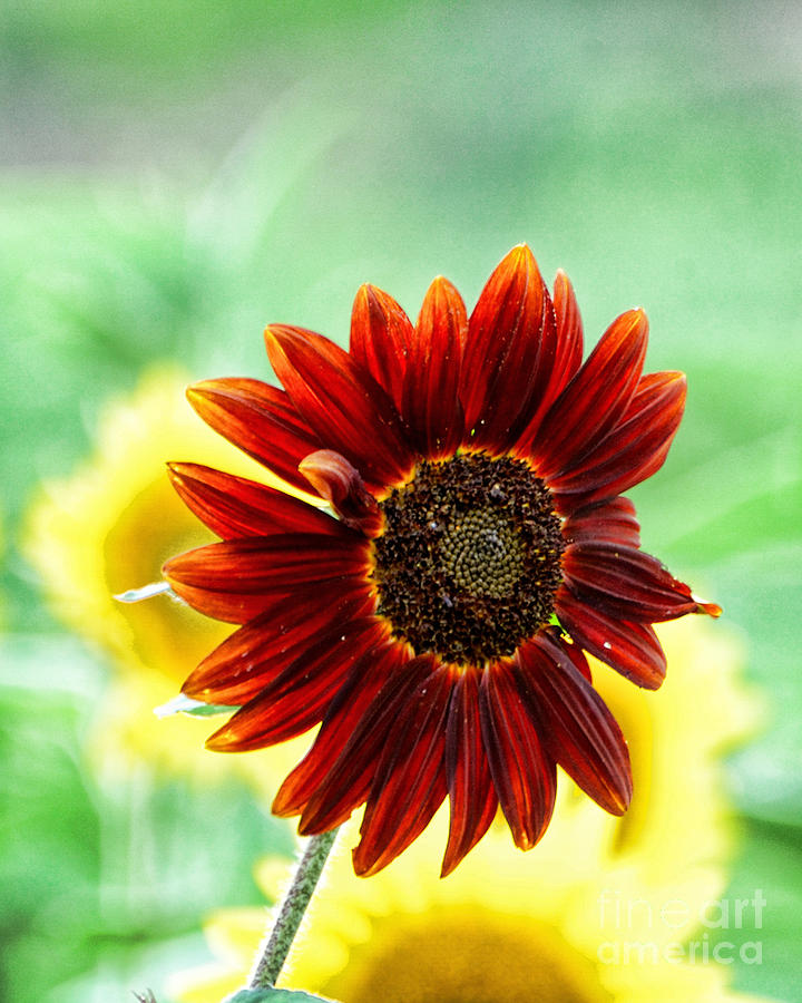 Red Sunflower 4 Photograph by Edward Sobuta