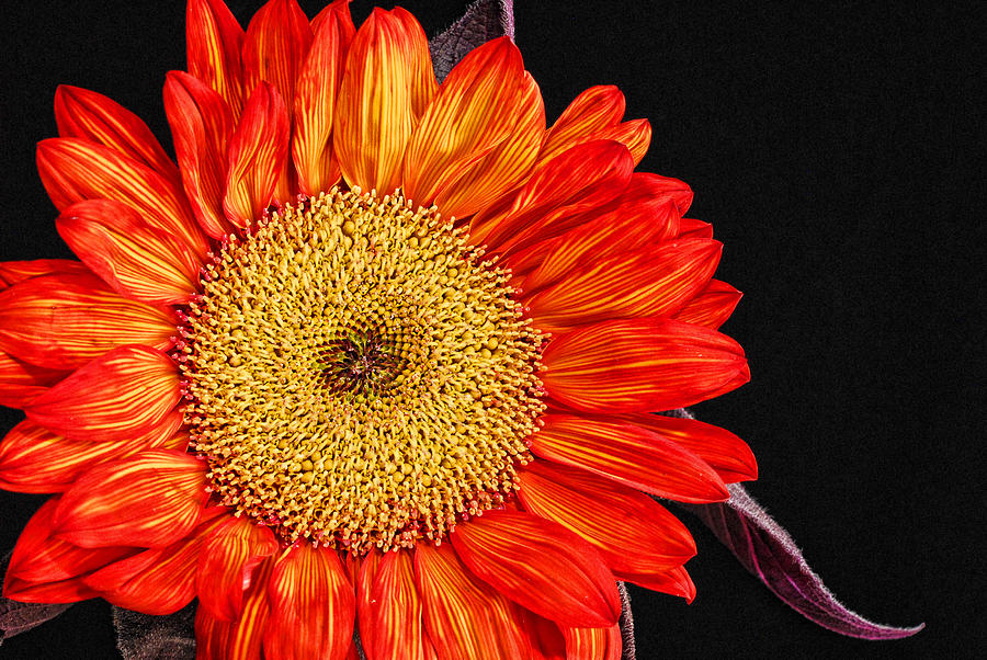 Red Sunflower II  Photograph by Saija Lehtonen