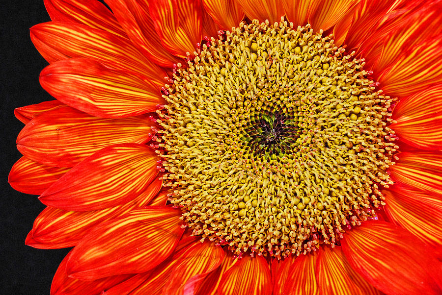 Red Sunflower IV Photograph by Saija Lehtonen