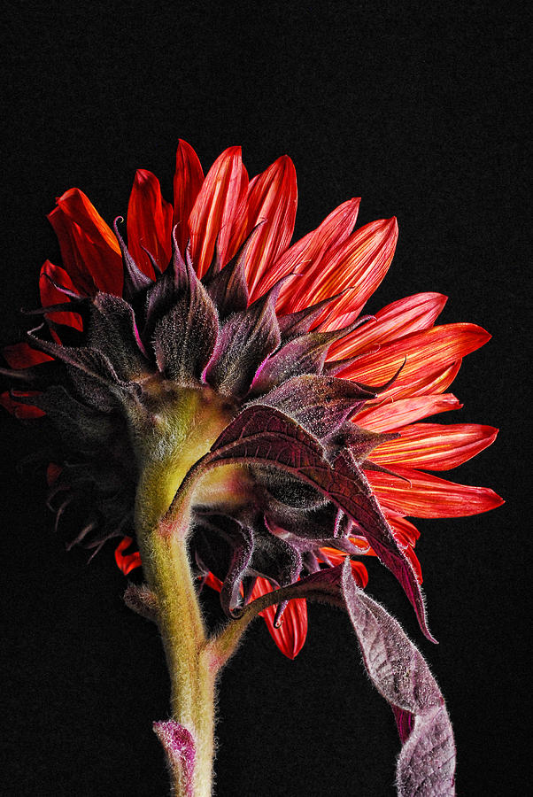 Red Sunflower X Photograph by Saija Lehtonen