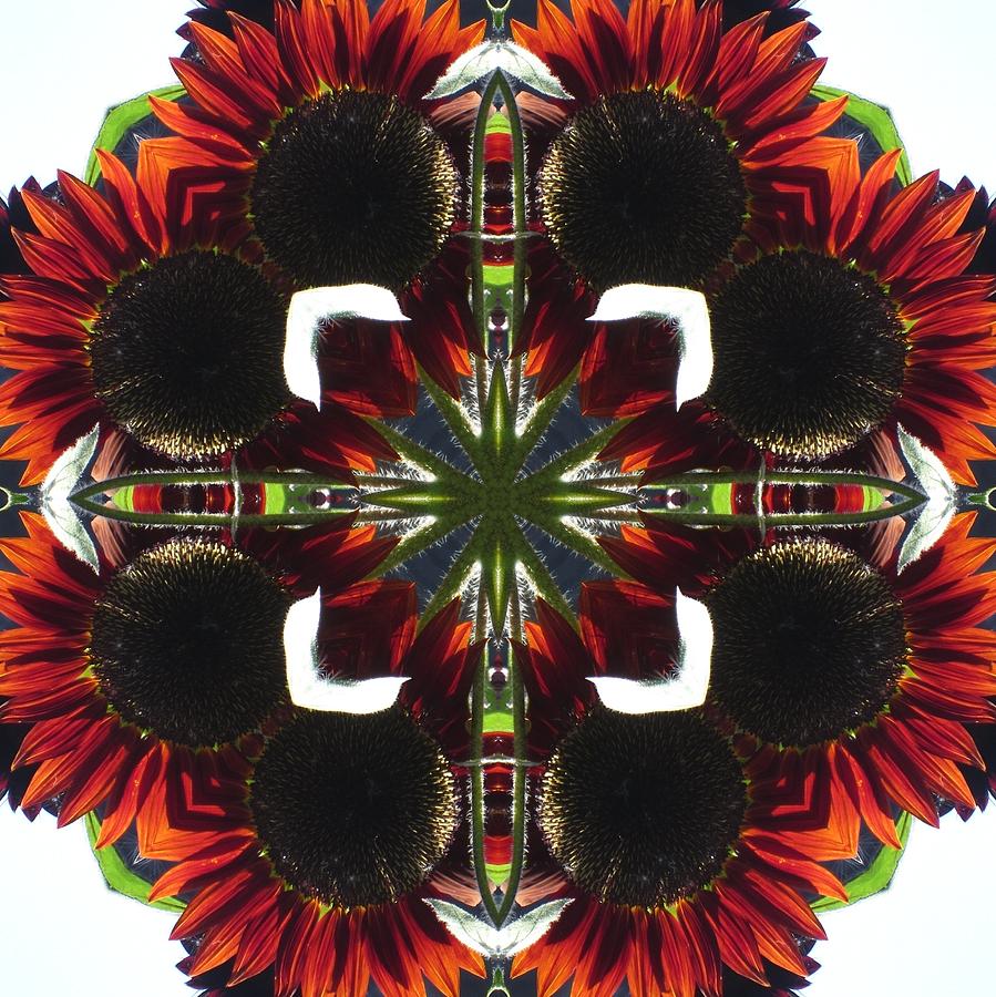 Red Sunflowers Digital Art by Trina Stephenson - Fine Art America