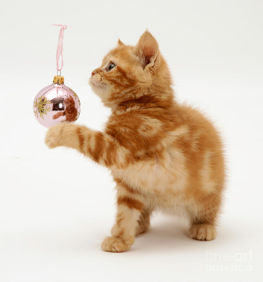 Red Tabby Kitten With An Ornament Photograph by Jane Burton