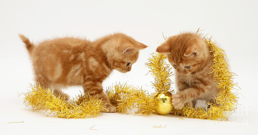Red Tabby Kittens And Tinsel Photograph by Jane Burton