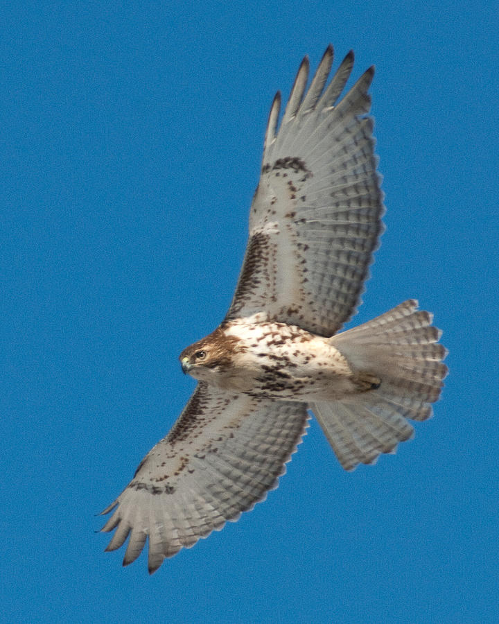 Red Tail Photograph by Craig Leaper