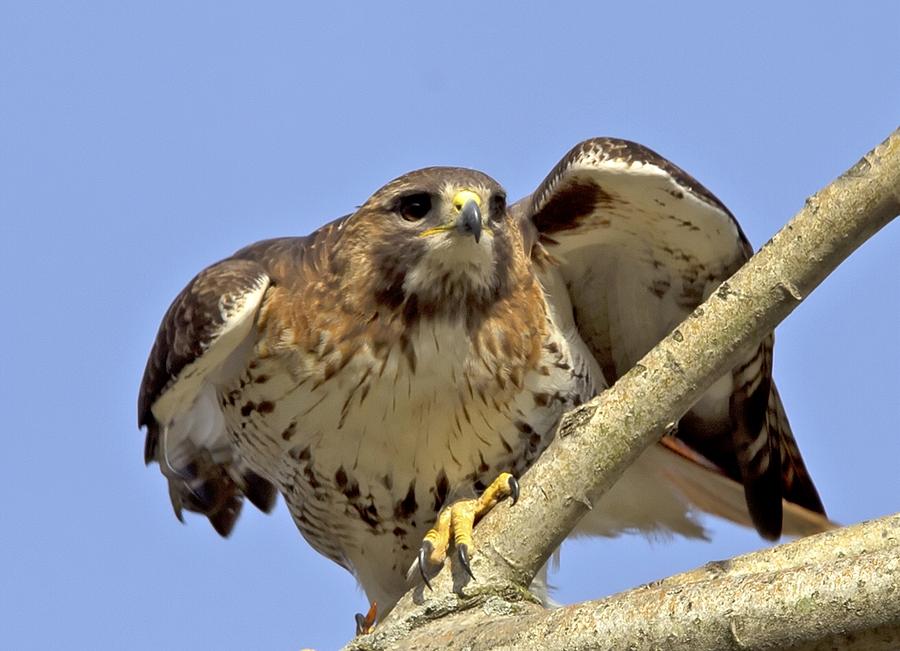 Red Tail Hawk Closeup Photograph by Ron Sgrignuoli | Fine Art America