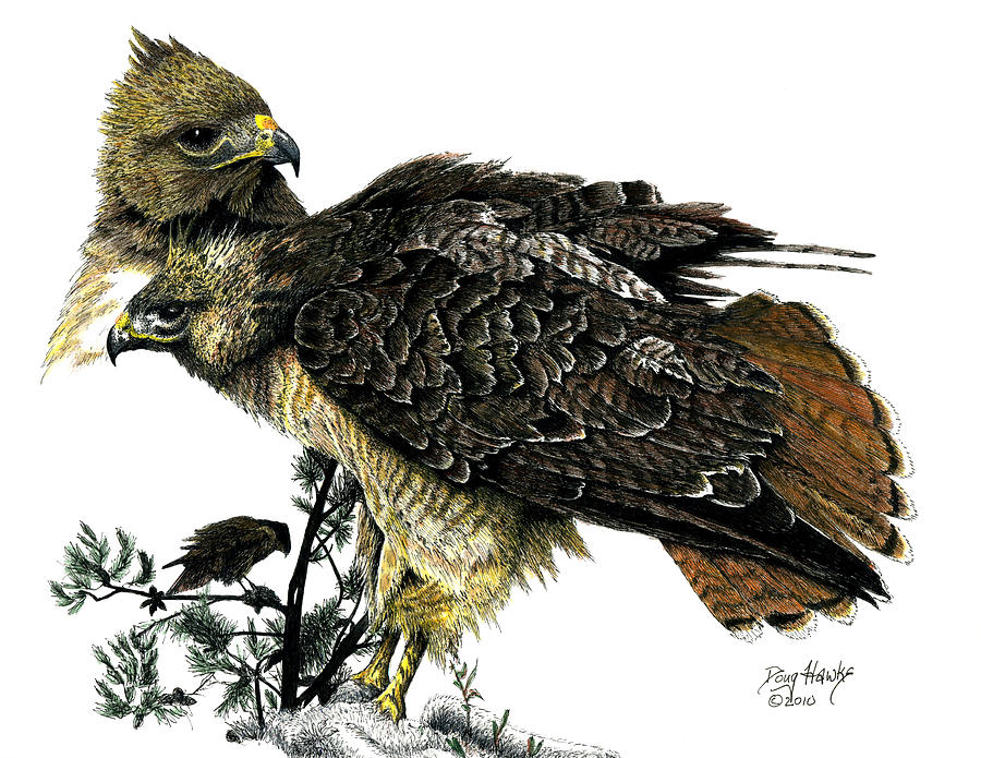 Bird Drawing - Red Tail Hawk by Douglas Hawks