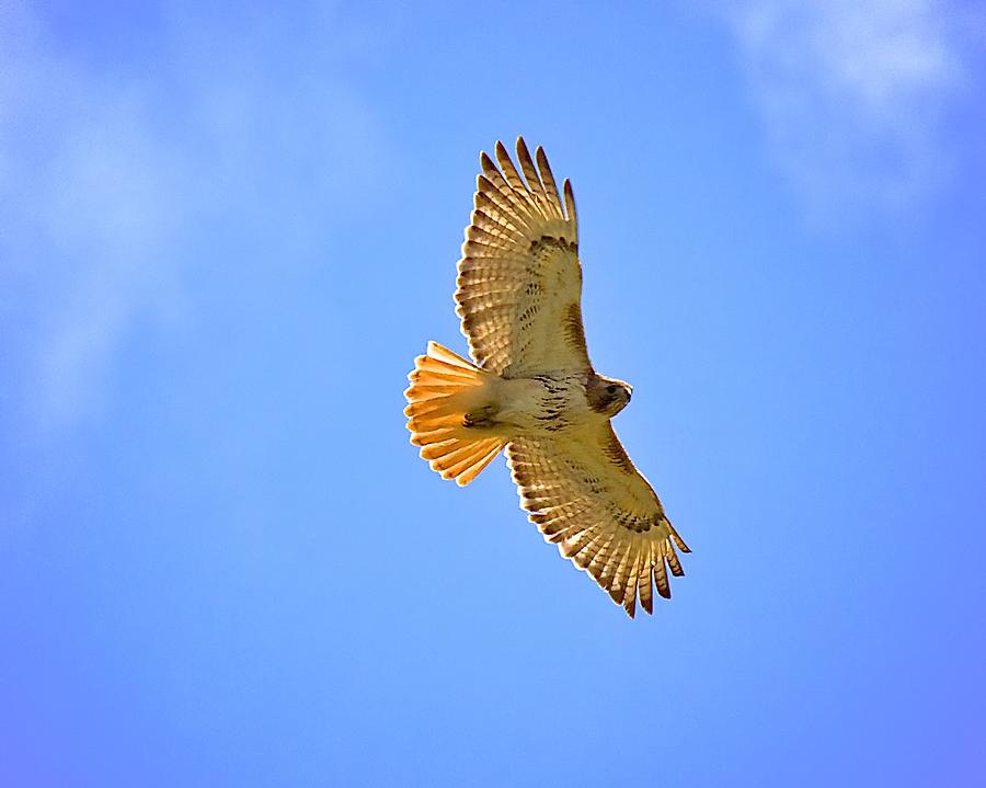 Red-Tail Hawk Photograph by Joseph Urbaszewski