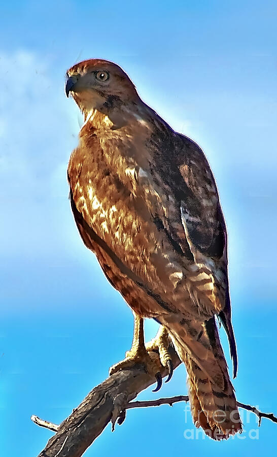 Red Tail Hawk Photograph by Robert Bales