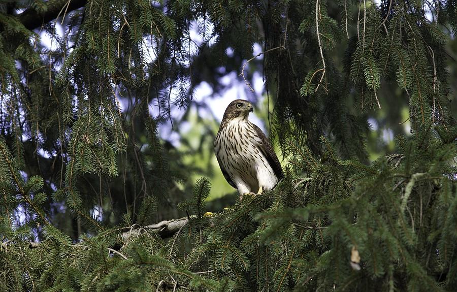 Hawk Photograph - Red Tail Hawk by Ron Sgrignuoli