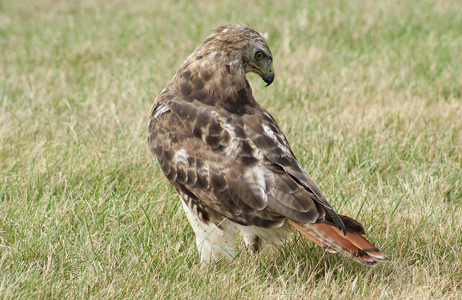 Red Tail Hawk two Photograph by Lois Lepisto