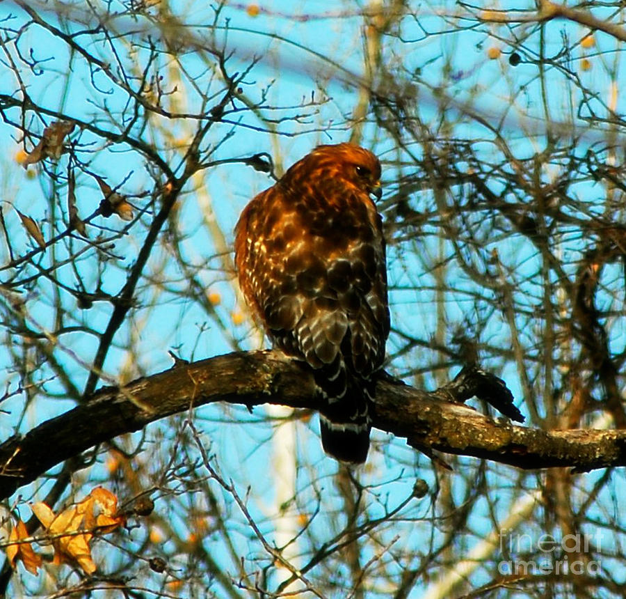 Red Tail Hawk Visitor Photograph by Peggy Franz