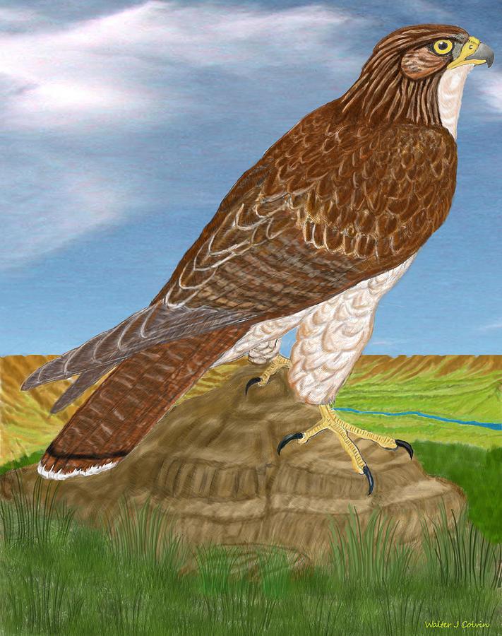 Red Tail Hawk Digital Art by Walter Colvin