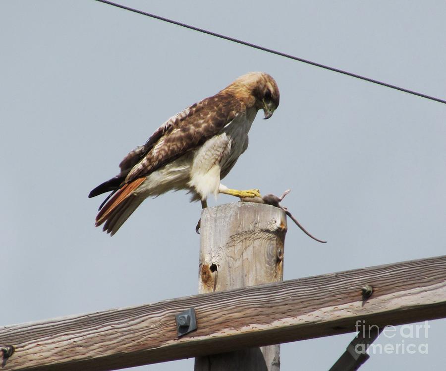 Bird Photograph - Red Tail Hawk with Rat by Thomas Sterett