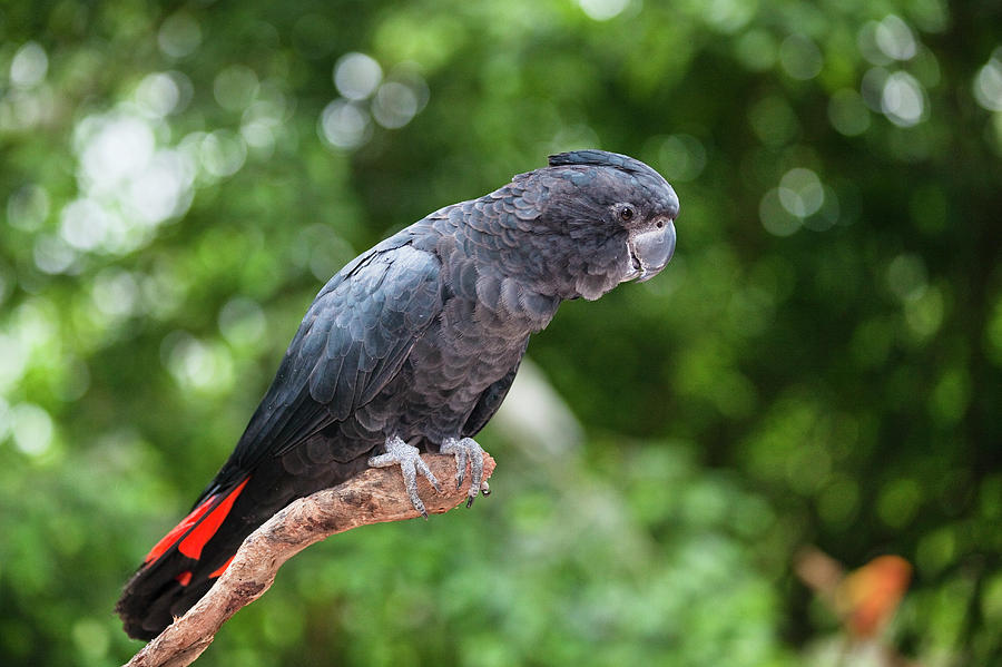 Red-tailed Black-cockatoo Photograph by Konrad Wothe