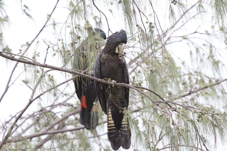 Cockatoo Photograph - Red Tailed Black Cockatoos by Douglas Barnard