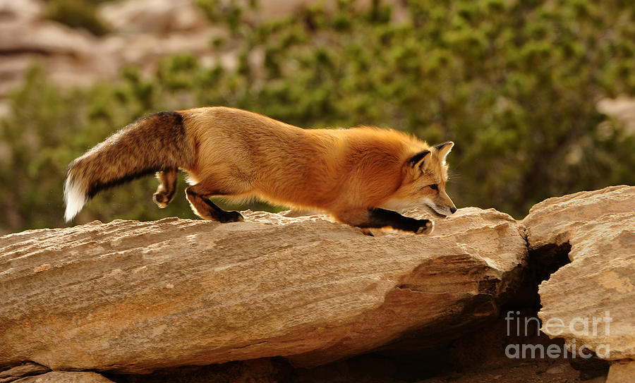 red fox running