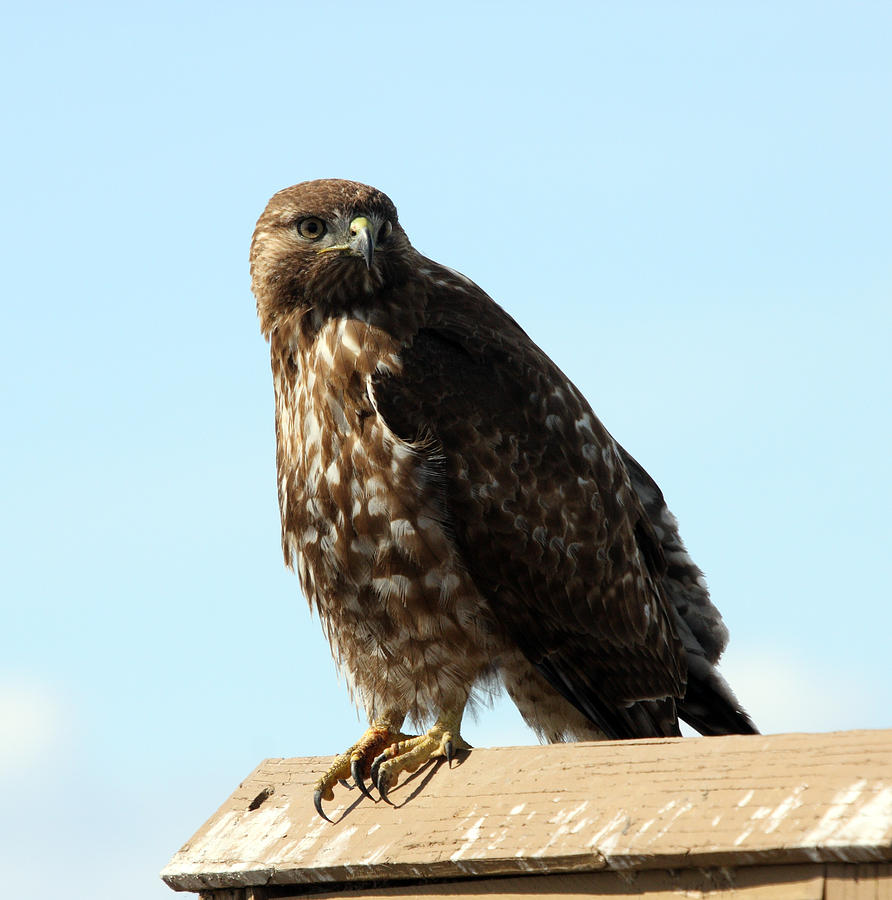 Red Tailed Hawk - Immature - 0007 Photograph by S and S Photo