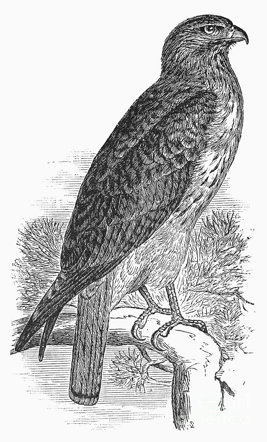 Hawk Photograph - Red-tailed Hawk, 1890 by Granger