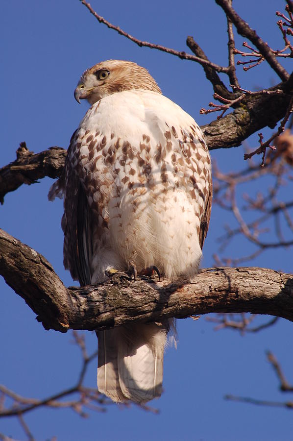 Red Tailed Hawk Photograph - Red tailed hawk by Dick Todd