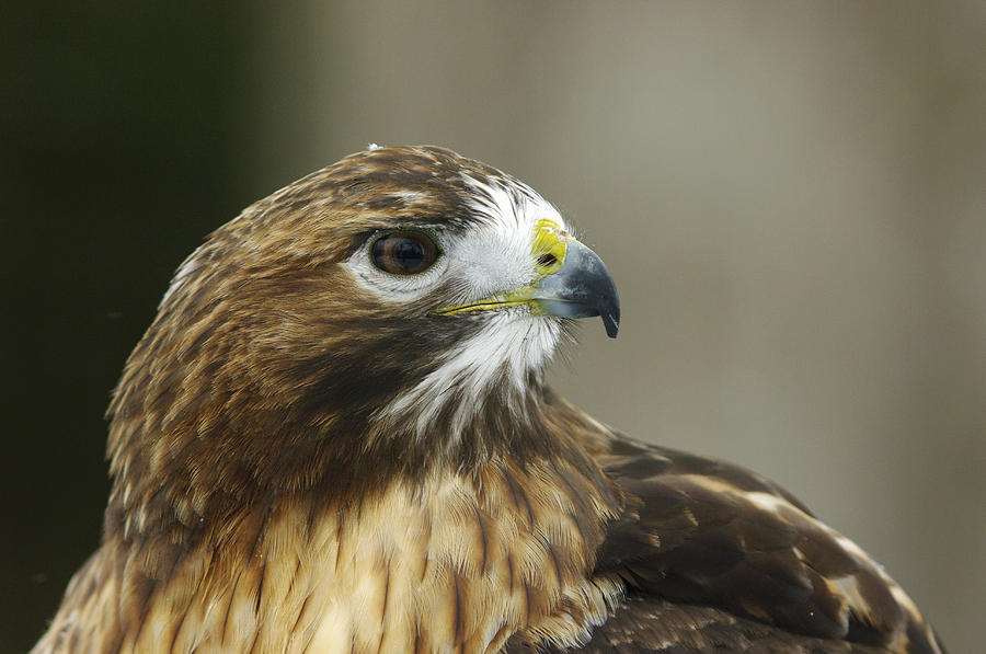 Red-tailed Hawk In Ecomuseum Zoo Photograph by Steeve Marcoux